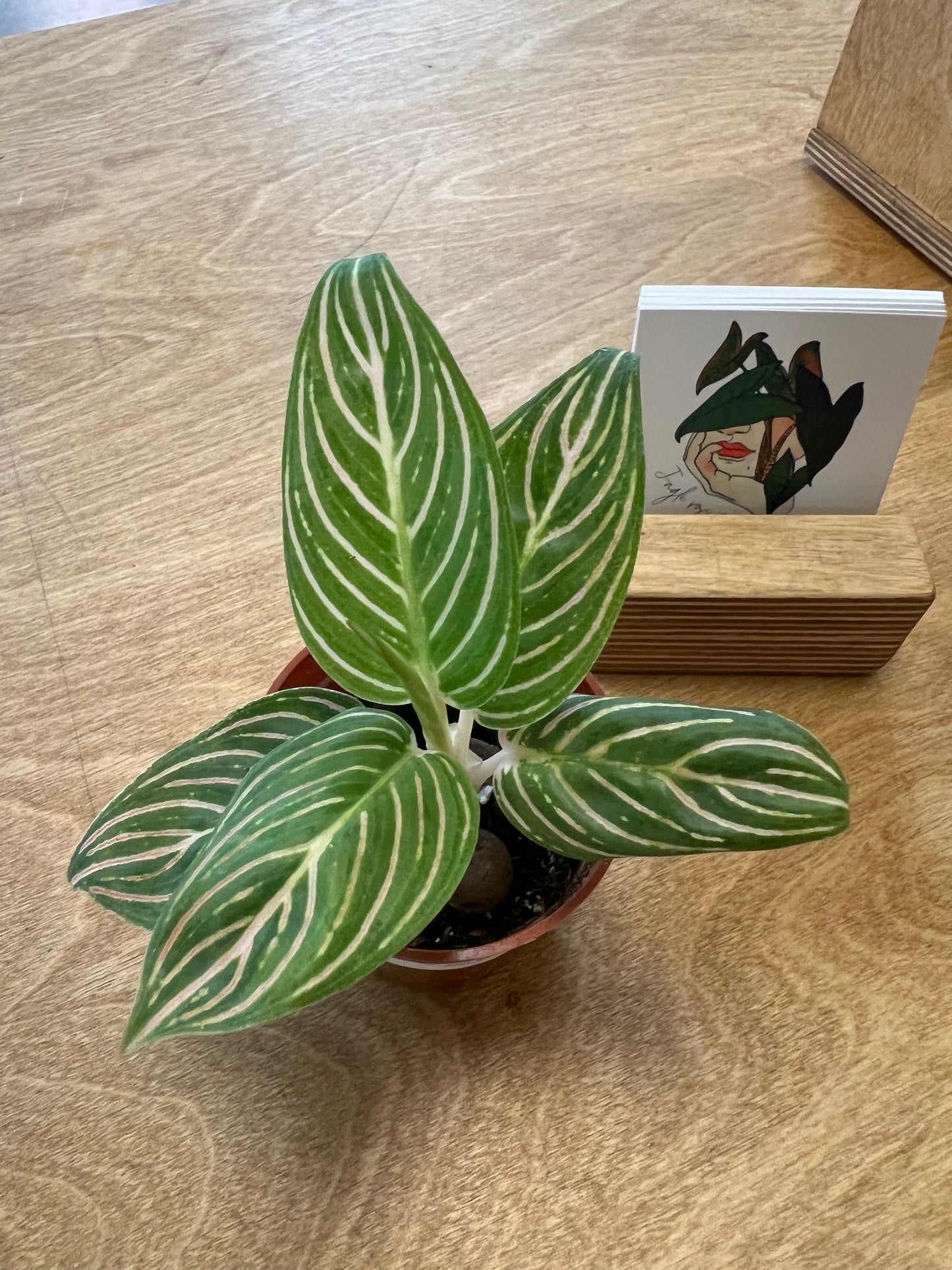 Aglaonema Hope