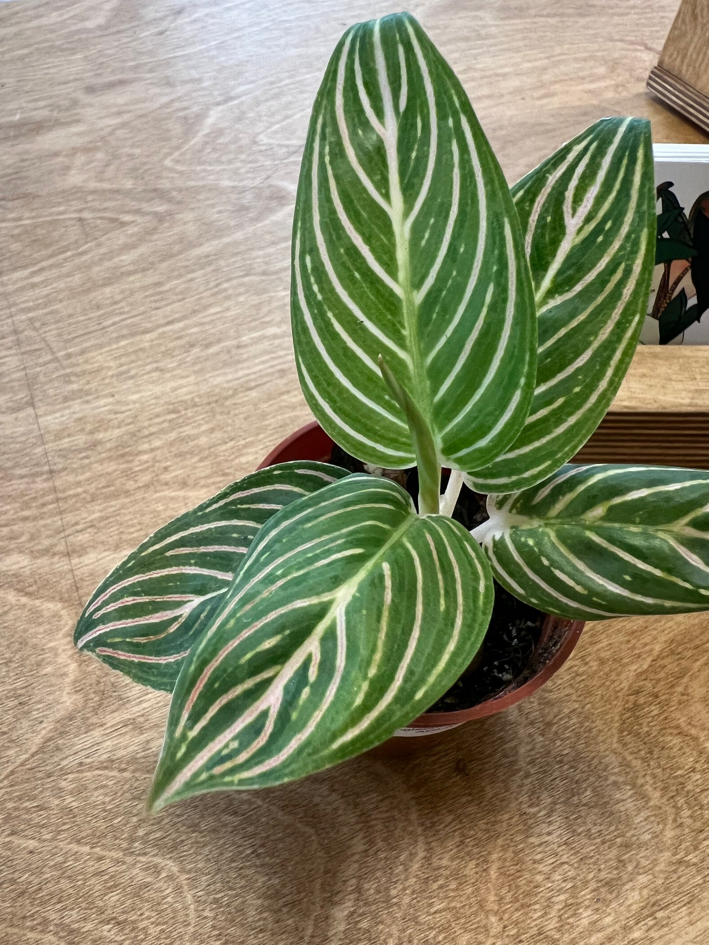 Aglaonema Hope