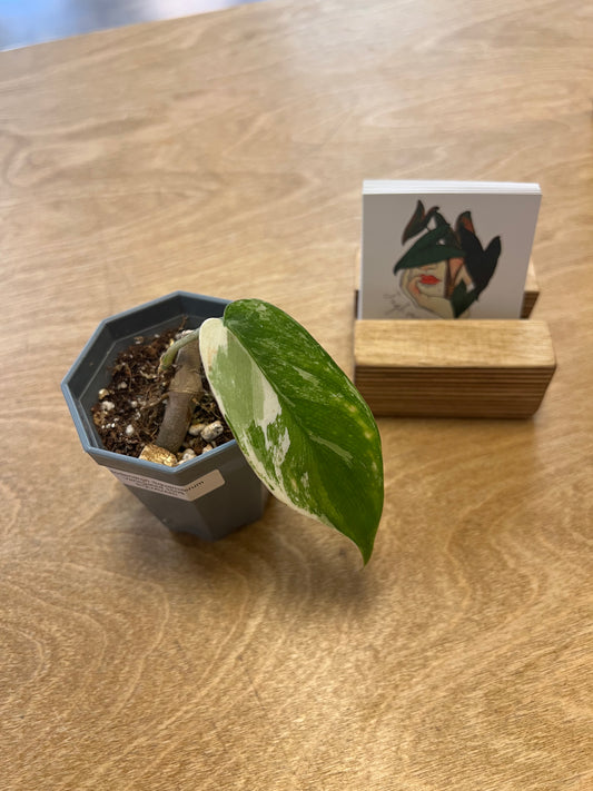 Philodendron Squamiferum Variegated