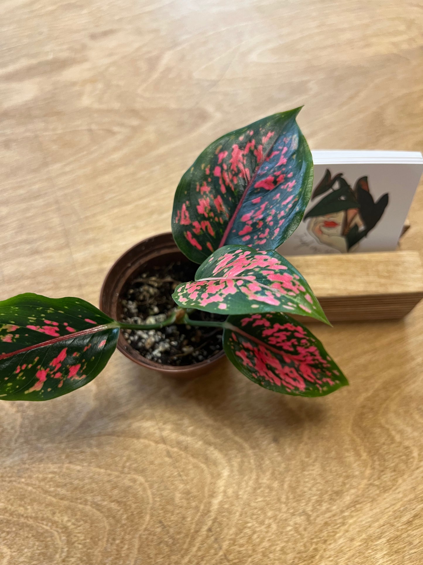 Aglaonema Black Komkom