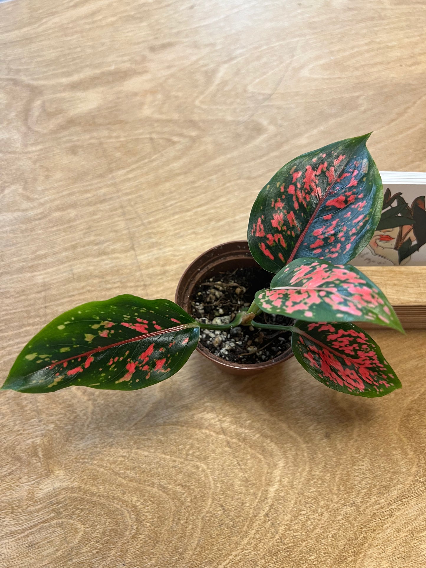 Aglaonema Black Komkom