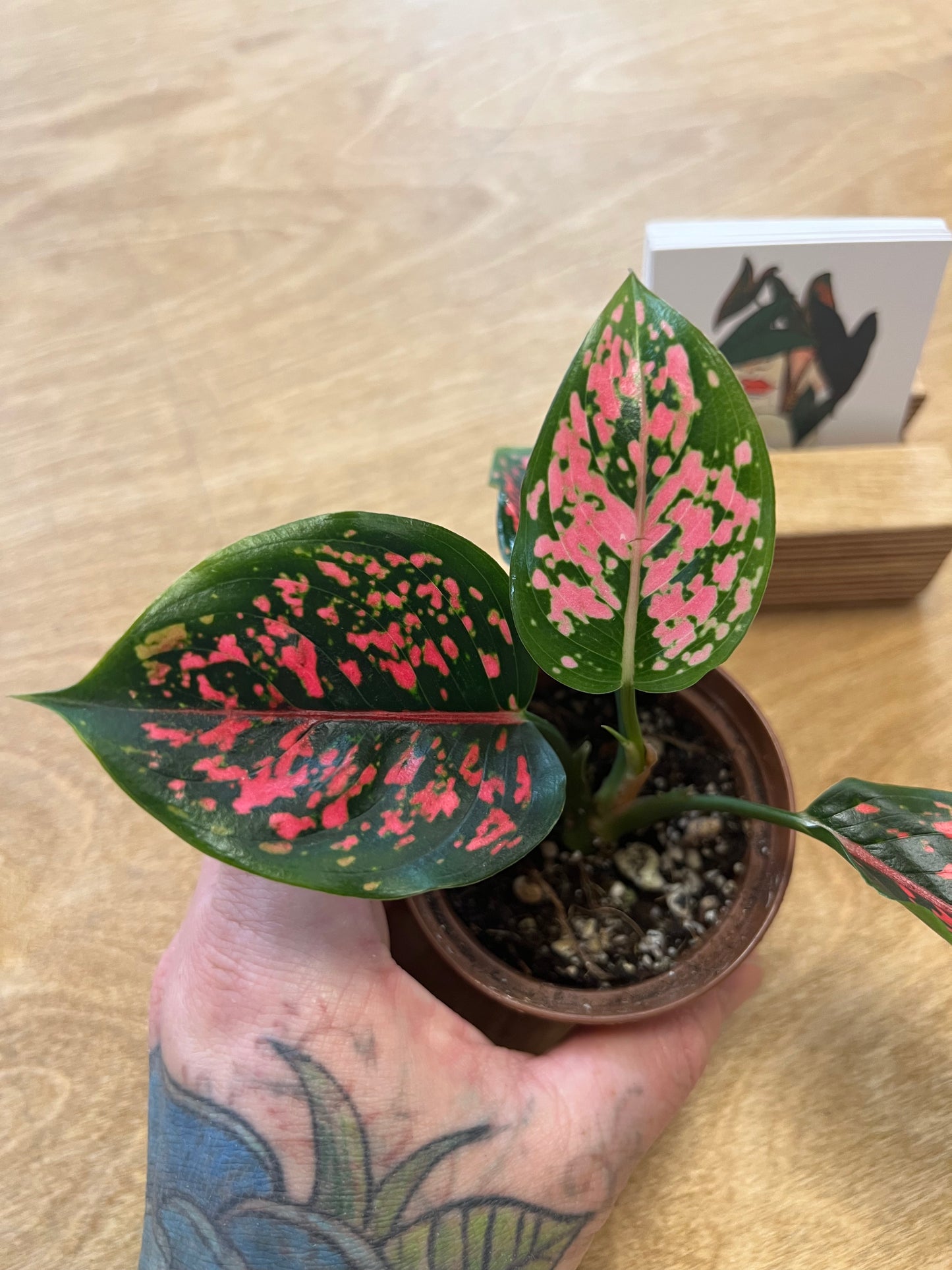 Aglaonema Black Komkom