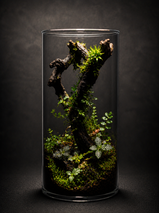 Terrarium Bioactif