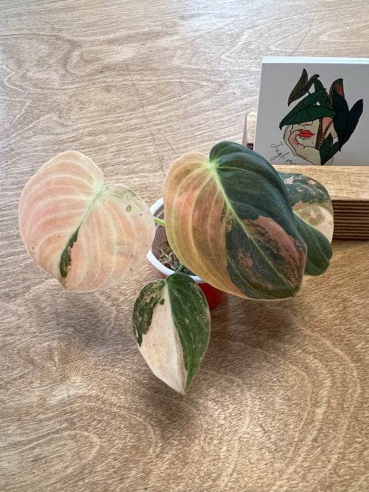 Philodendron Melanochrysum Bonfire Orange #4