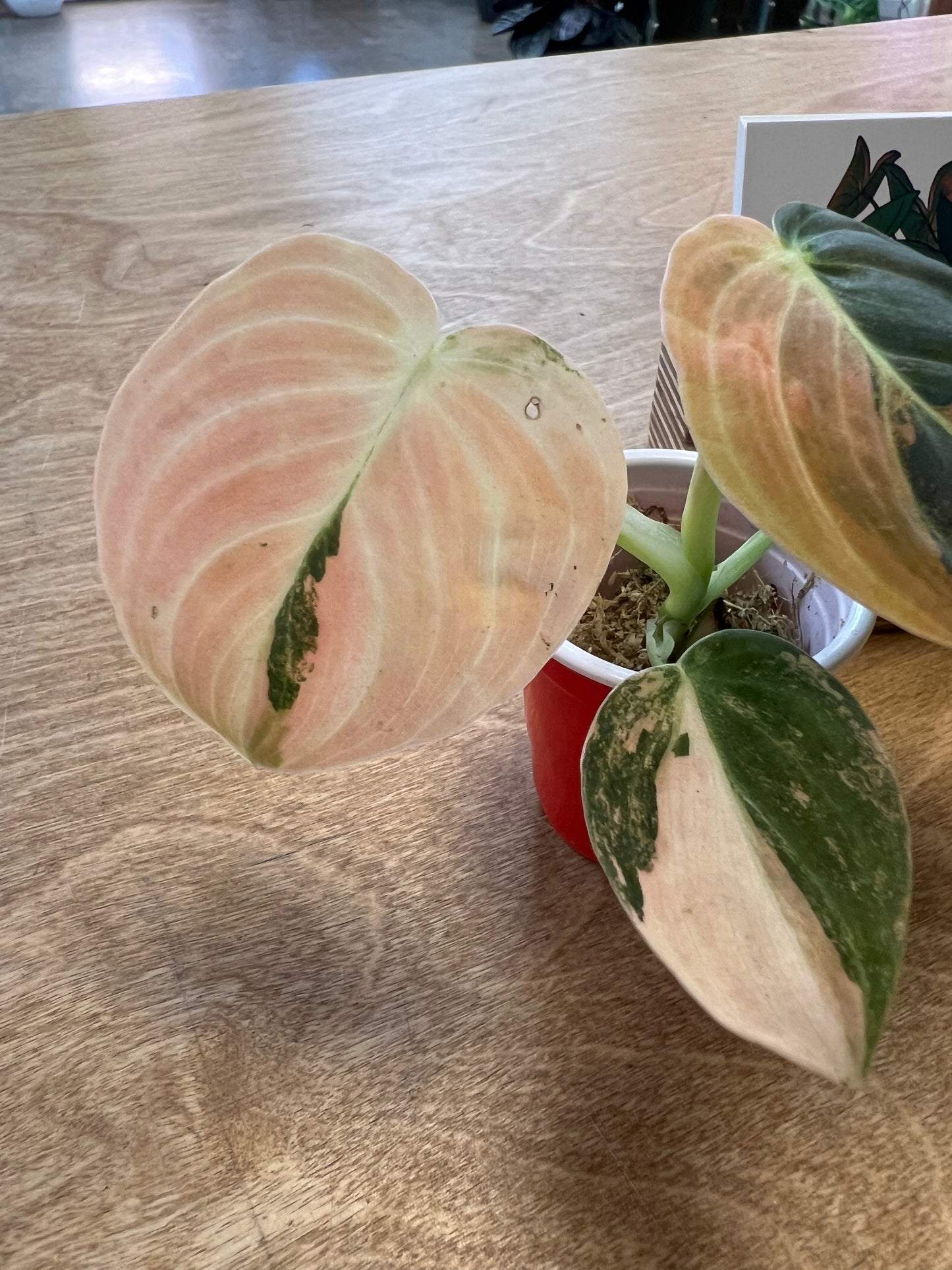 Philodendron Melanochrysum Bonfire Orange #4