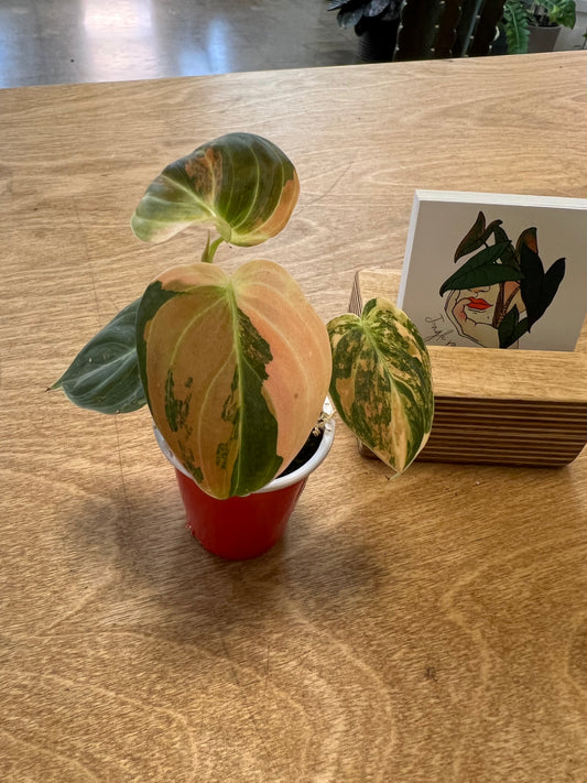 Philodendron Melanochrysum Bonfire Orange #5