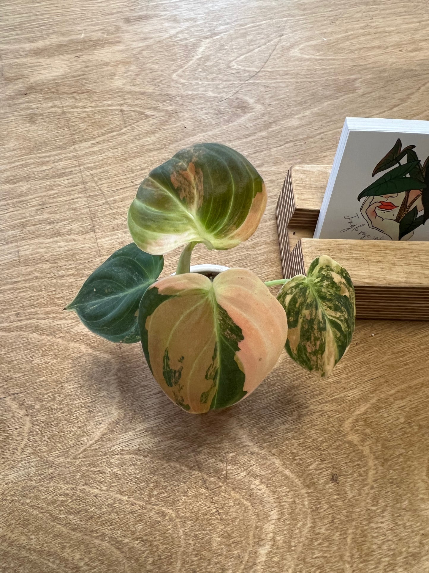 Philodendron Melanochrysum Bonfire Orange #5