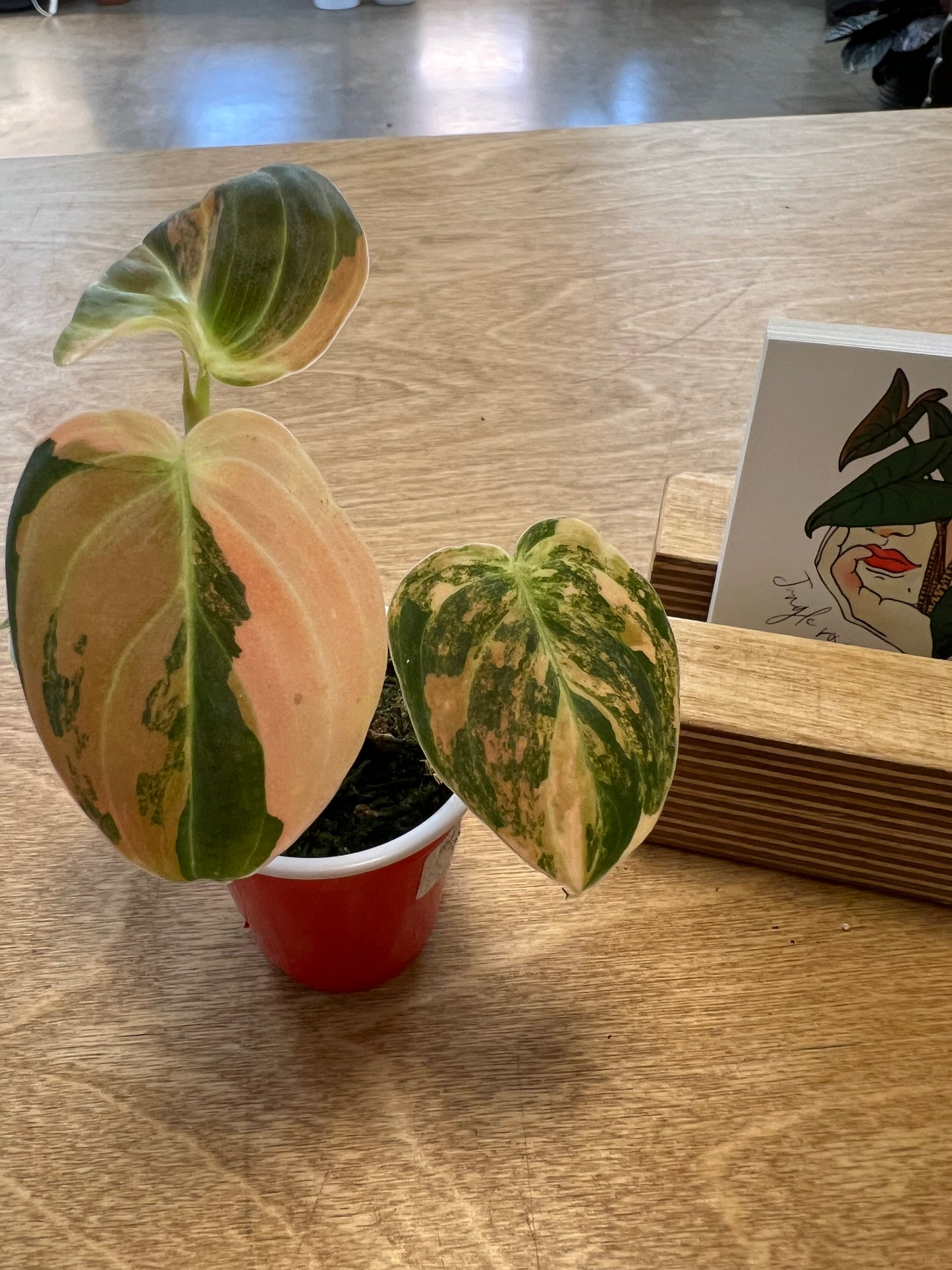 Philodendron Melanochrysum Bonfire Orange #5