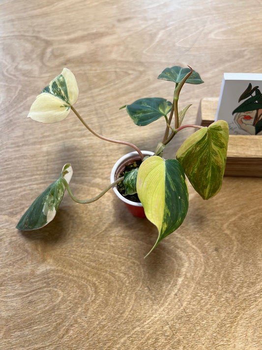 Philodendron Mican Variegata #2