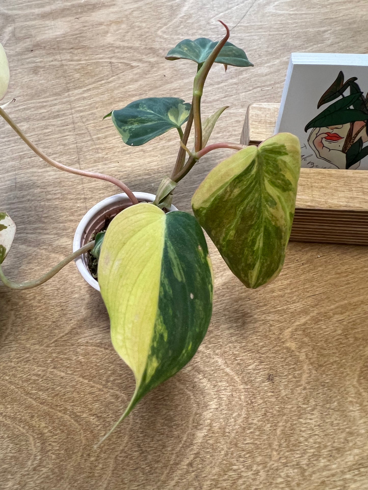 Philodendron Mican Variegata #2