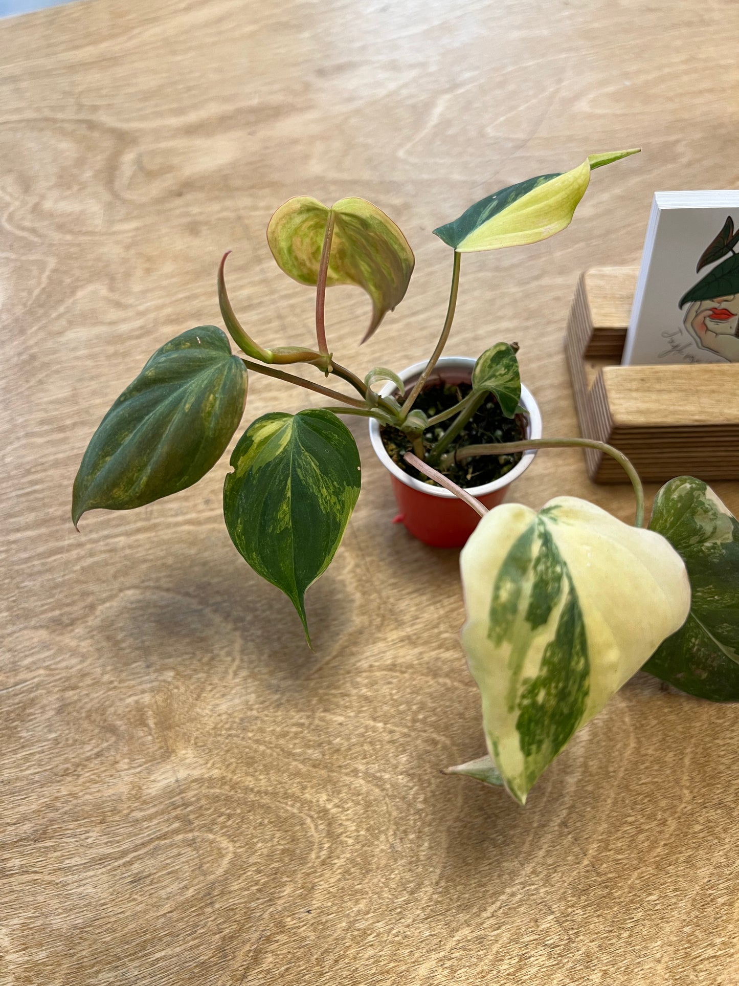 Philodendron Mican Variegata #2