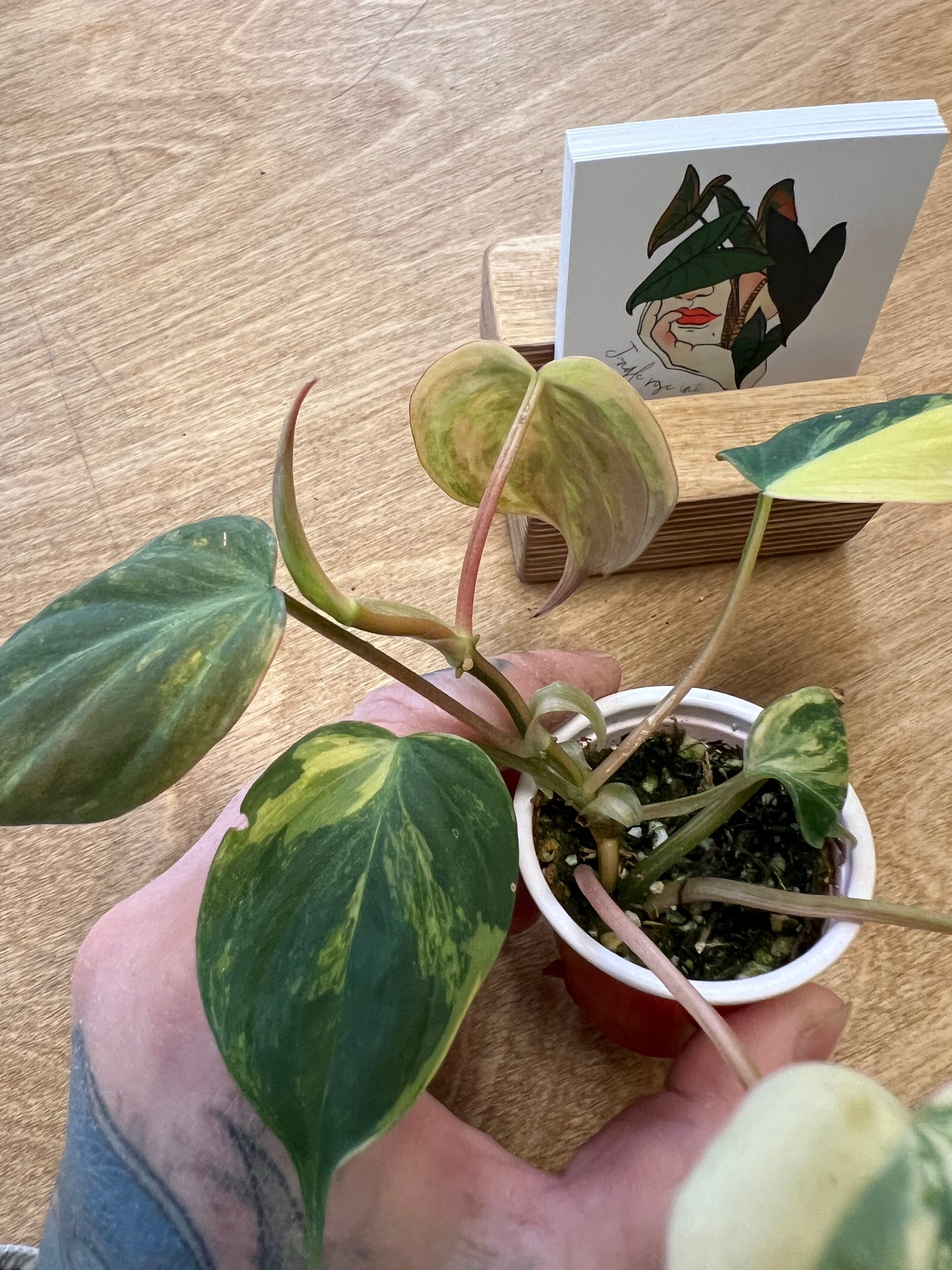Philodendron Mican Variegata #2