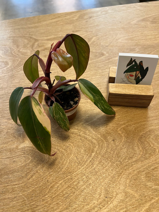 Philodendron Strawberry Shake #3