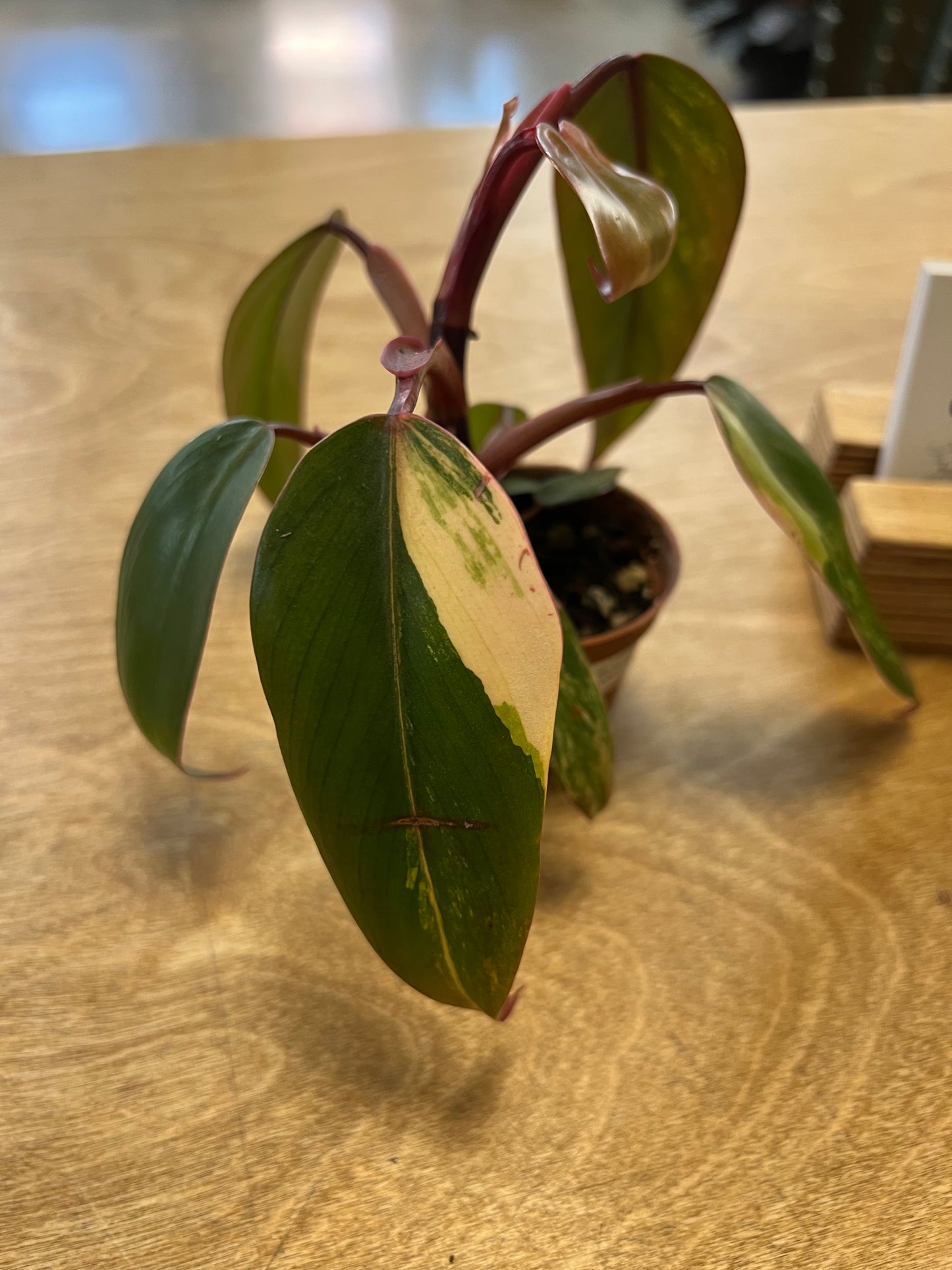 Philodendron Strawberry Shake #3