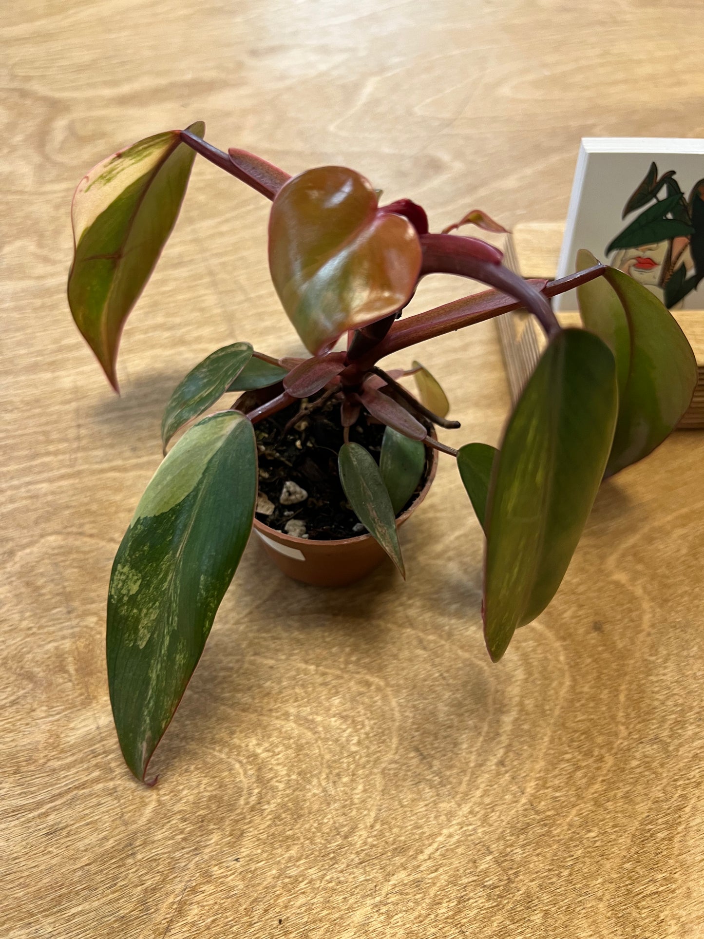 Philodendron Strawberry Shake #3