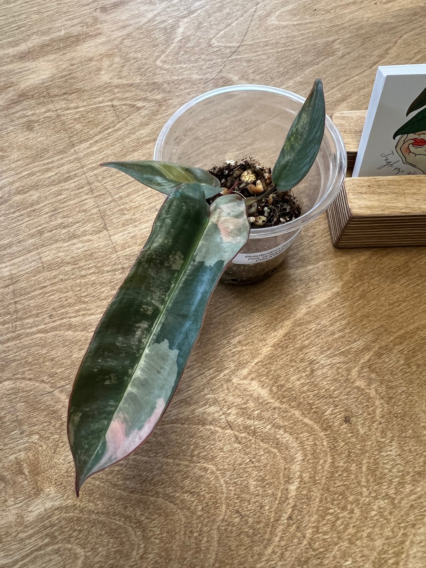 Philodendron Atabapoense Pink Variegated #1