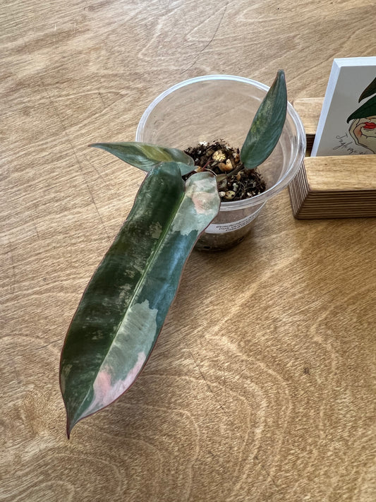 Philodendron Atabapoense Pink Variegated #1