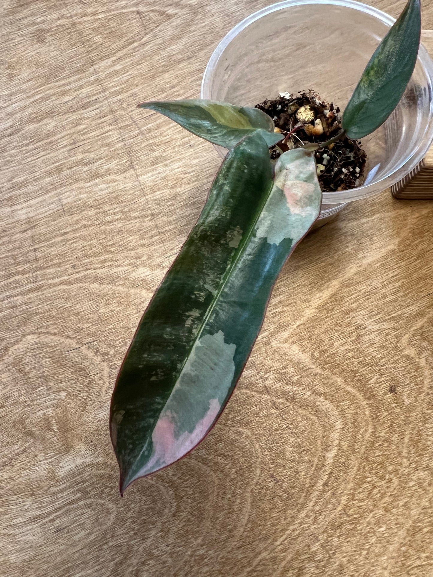 Philodendron Atabapoense Pink Variegated #1