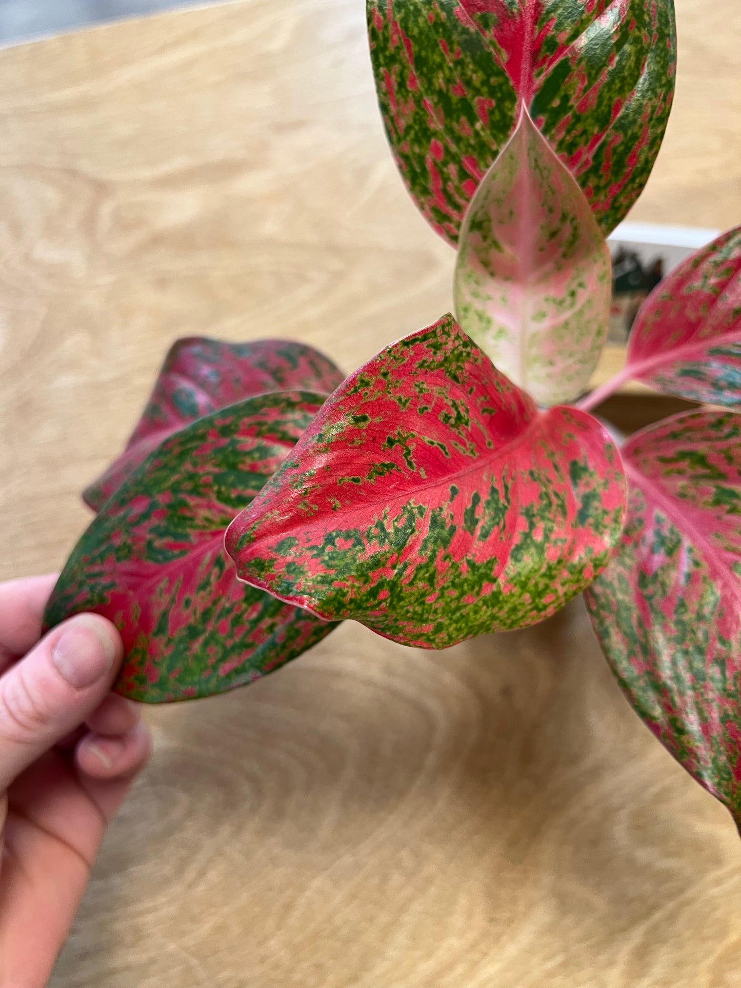 Aglaonema Red Moon
