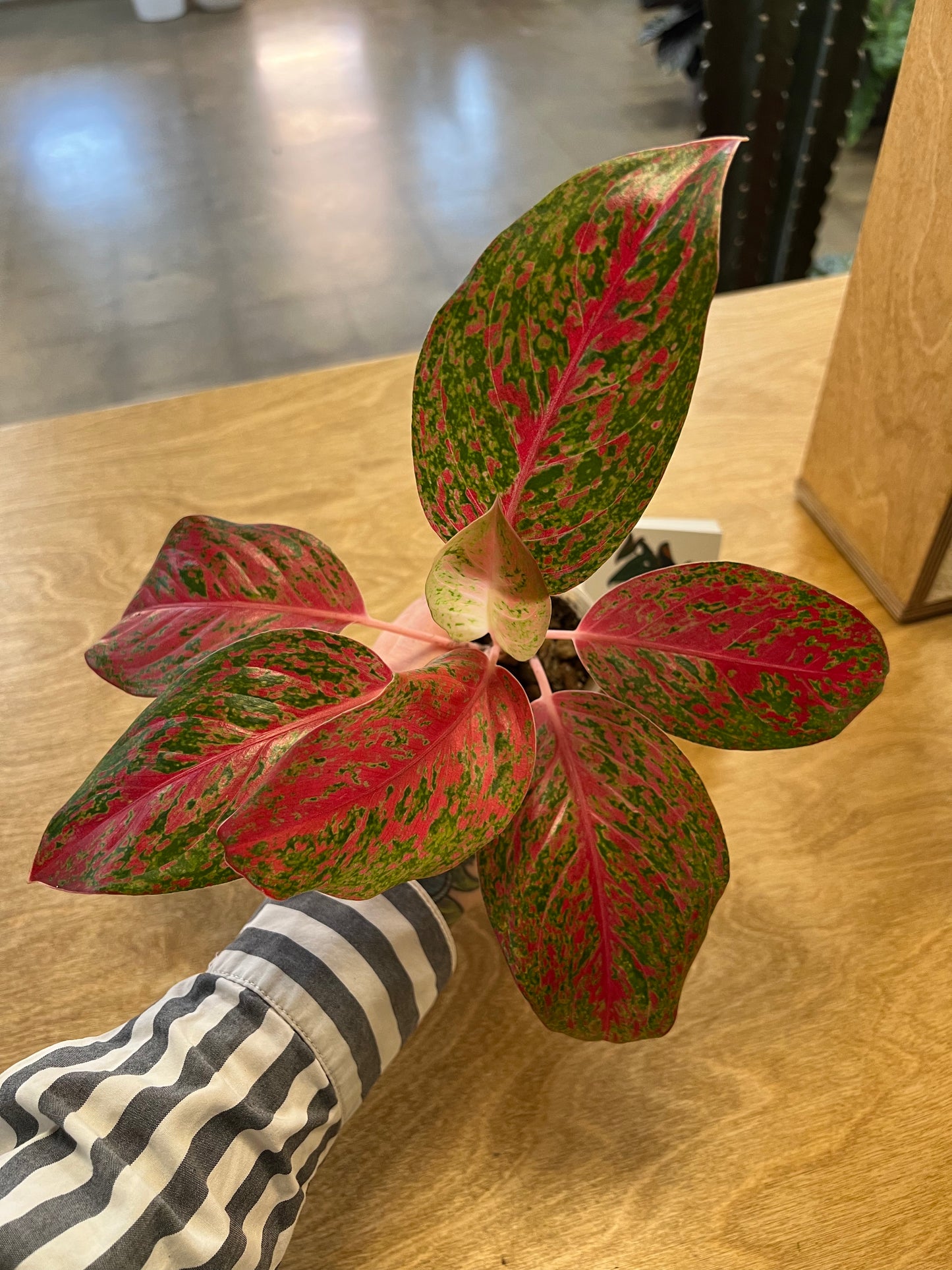 Aglaonema Red Moon