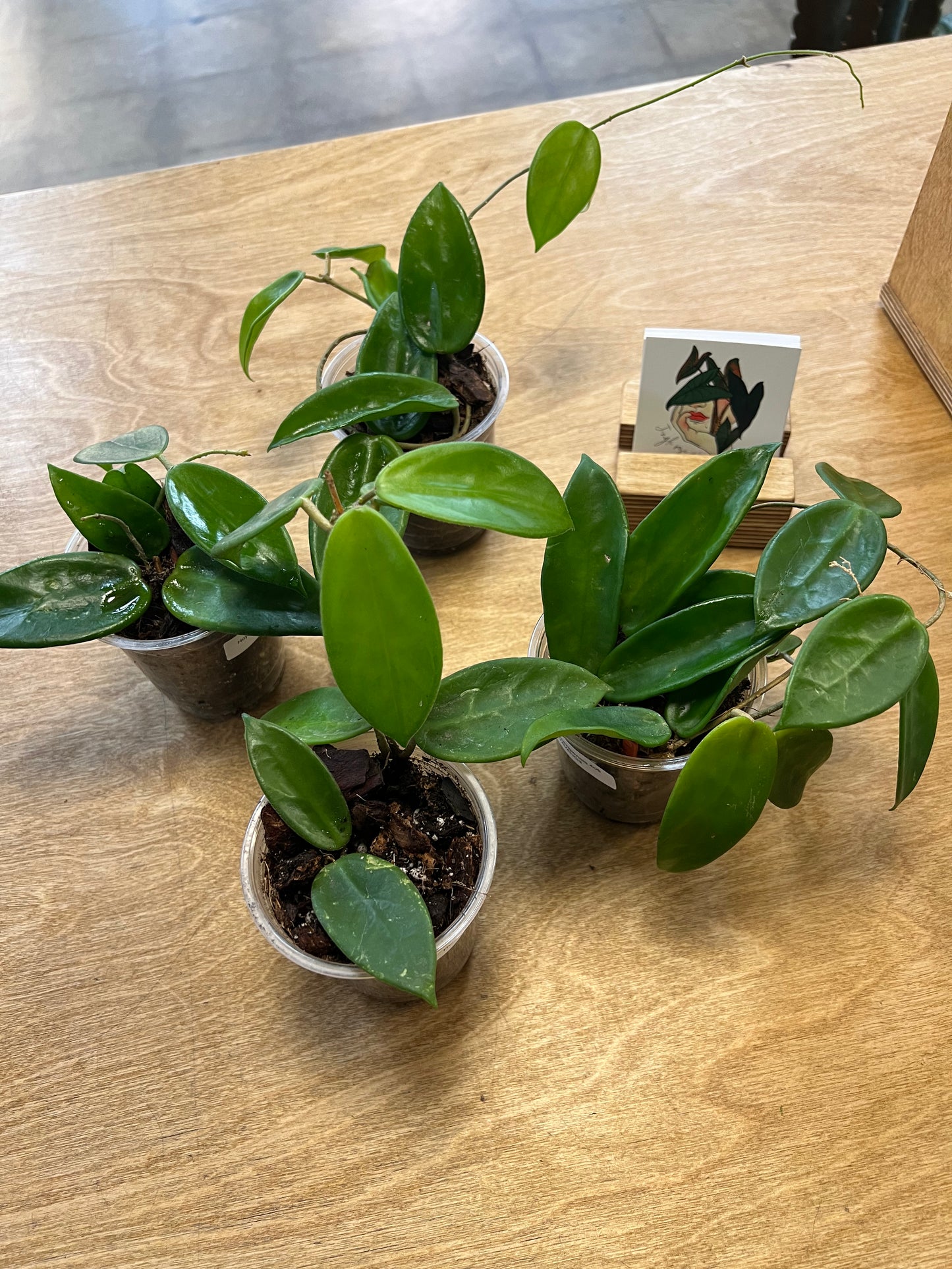 Hoya Vangviengiensis