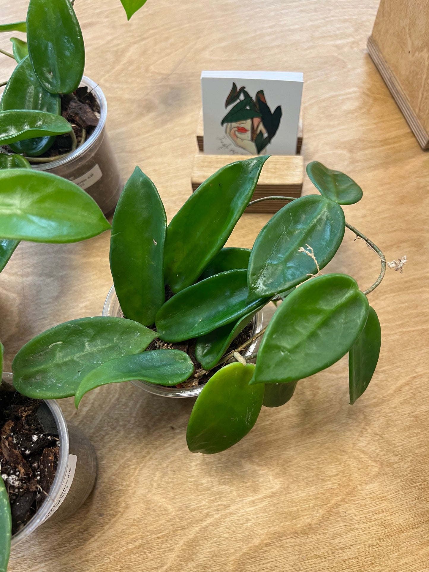 Hoya Vangviengiensis