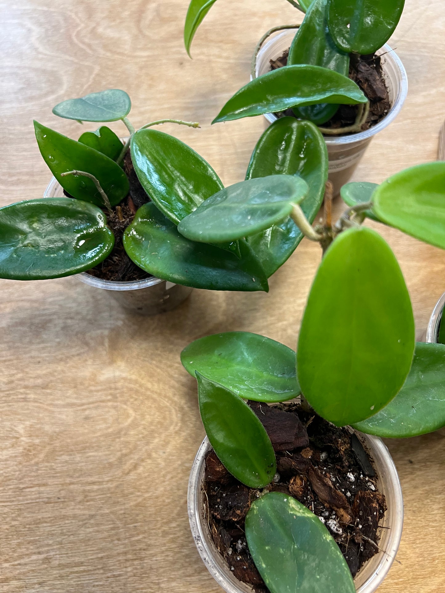 Hoya Vangviengiensis