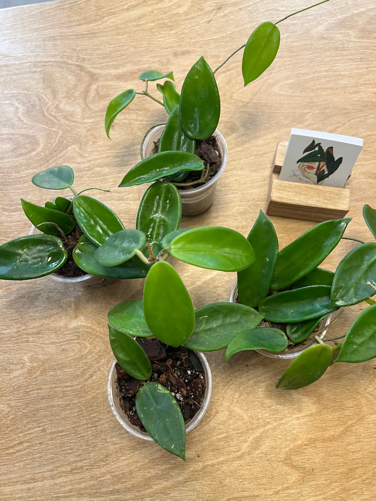 Hoya Vangviengiensis