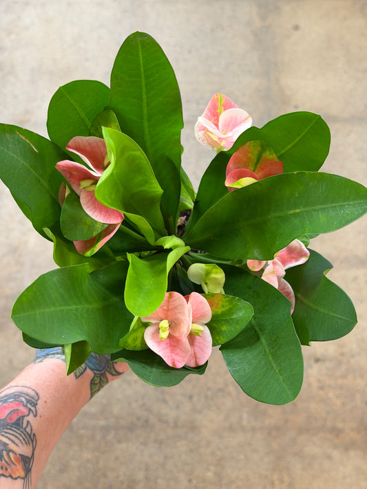 Euphorbia Milii Hybrid