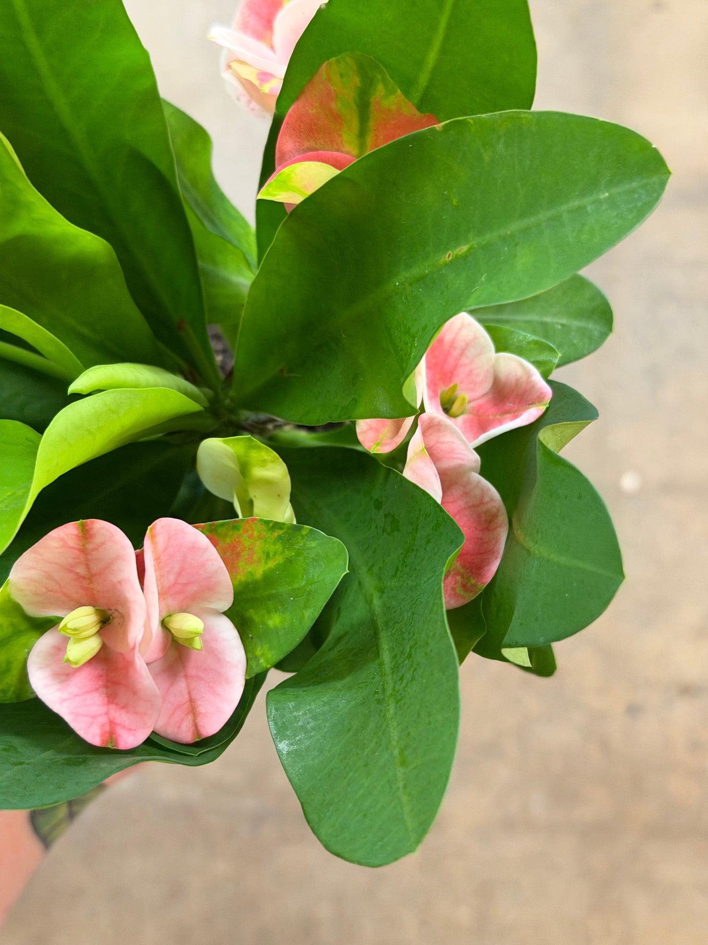 Euphorbia Milii Hybrid