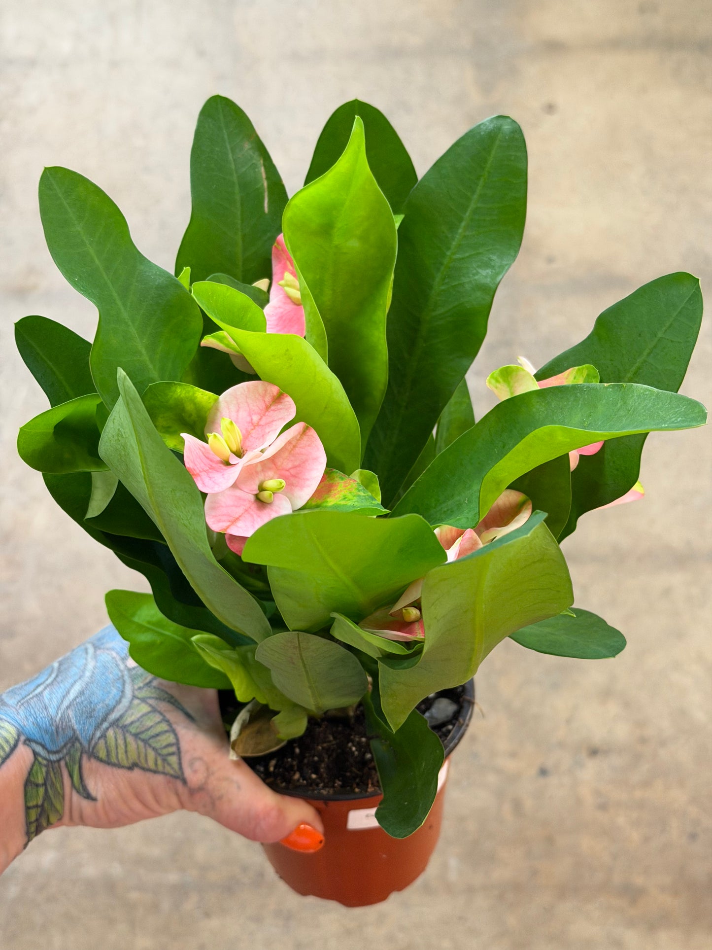 Euphorbia Milii Hybrid