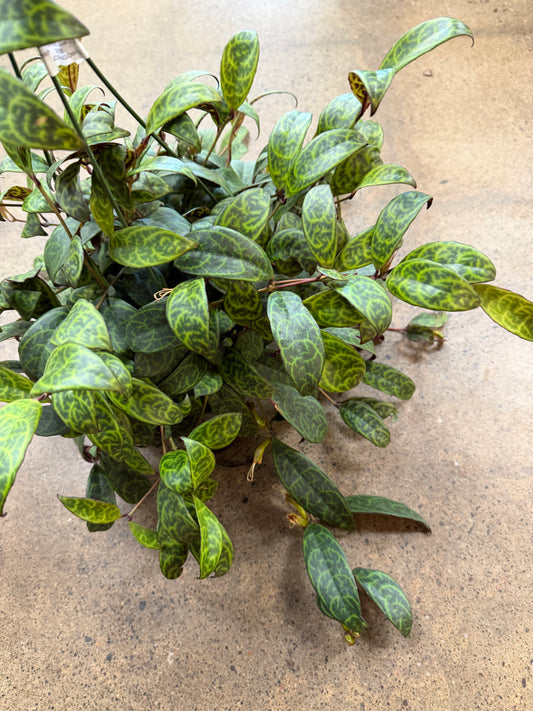 Aeschynanthus Black Pagoda