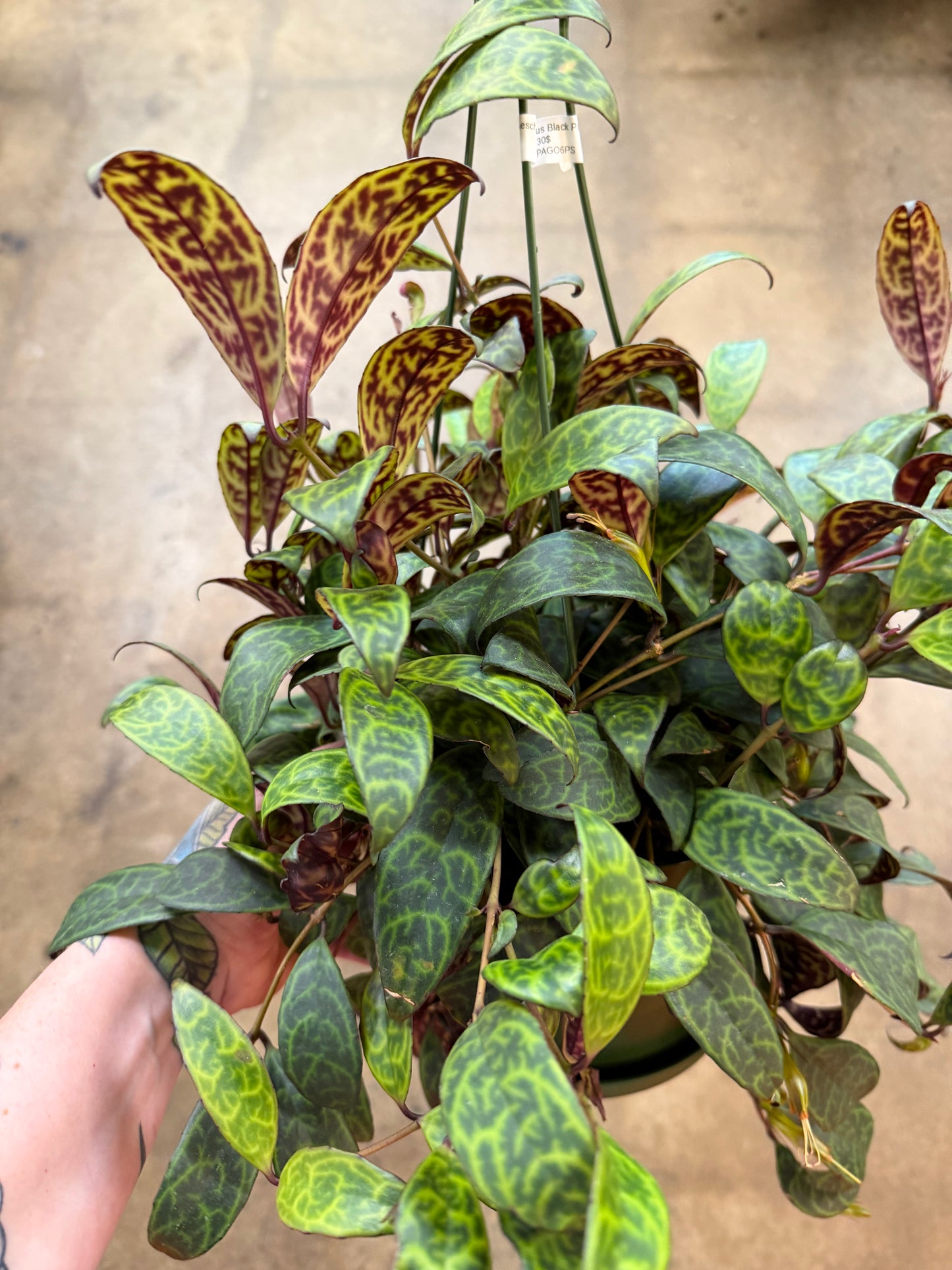 Aeschynanthus Black Pagoda