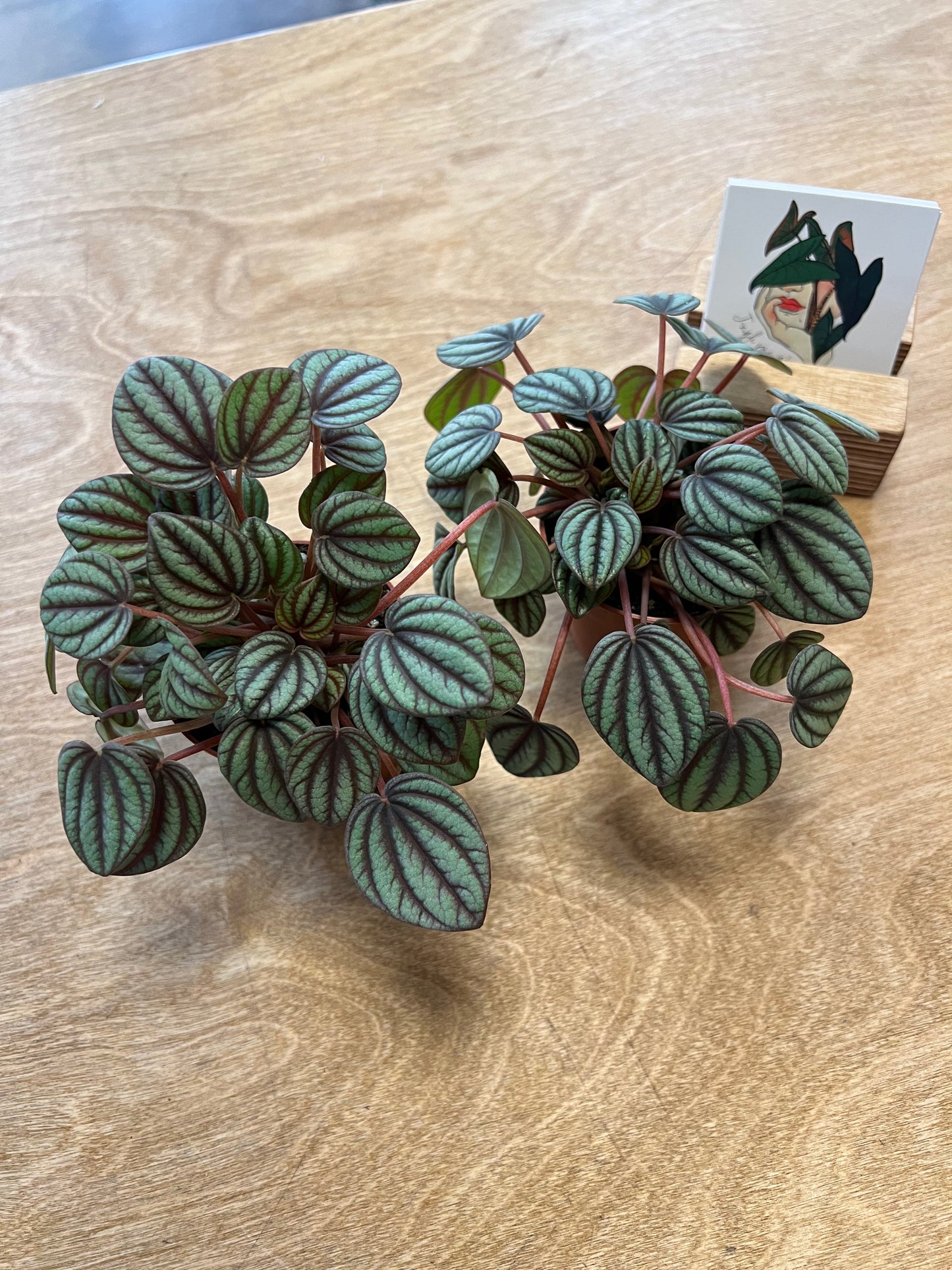 Peperomia Piccolo Banda