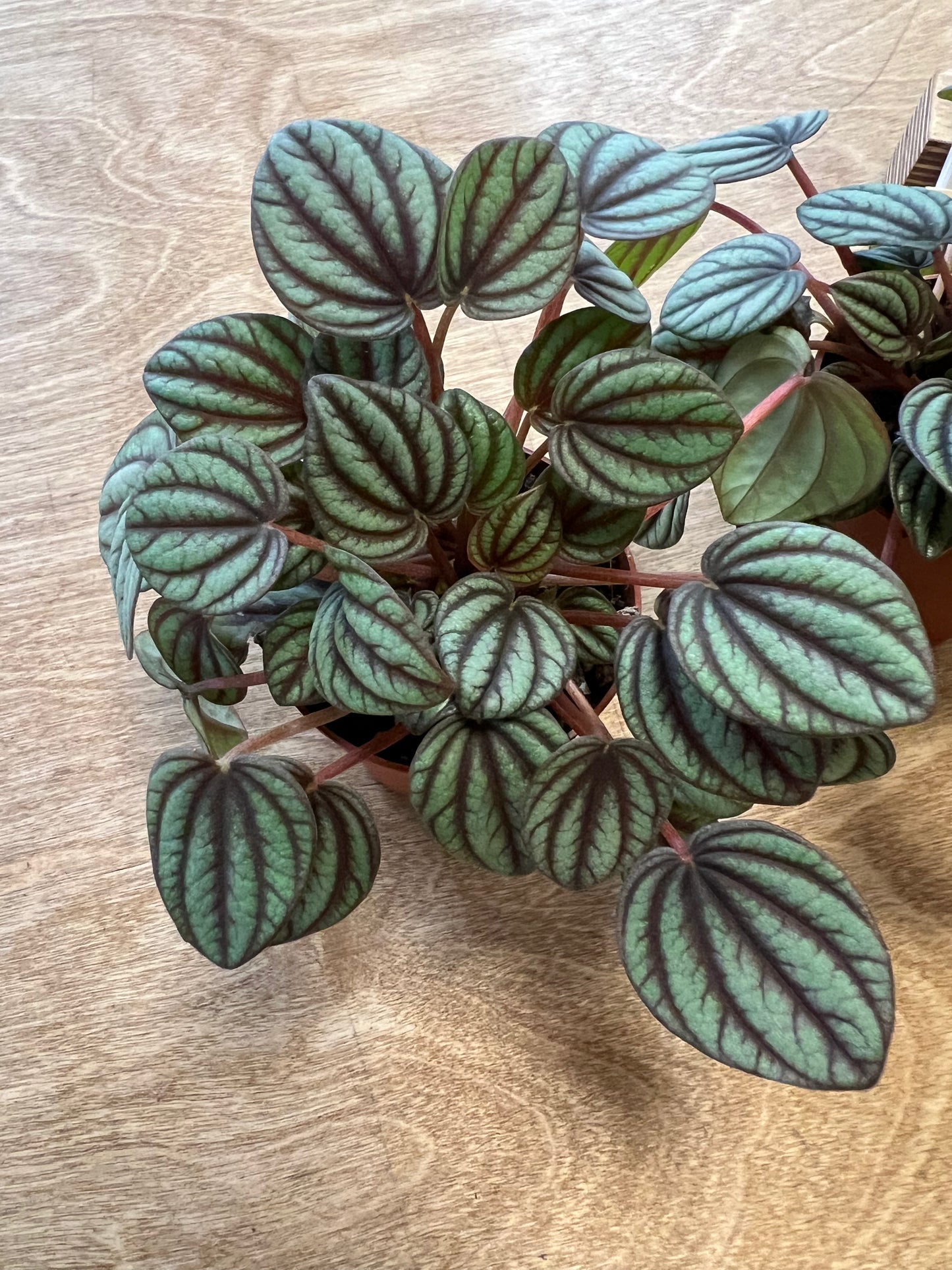 Peperomia Piccolo Banda