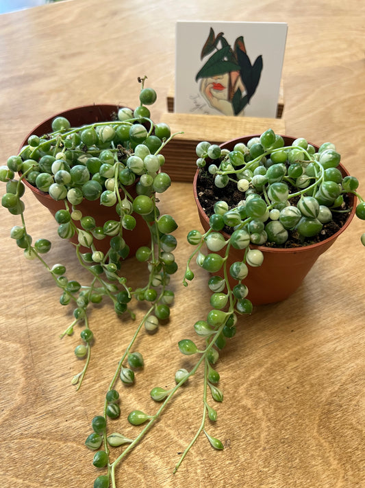 Chaînes de Perles Panaché