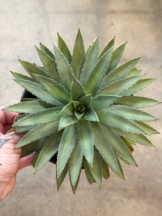 Agave