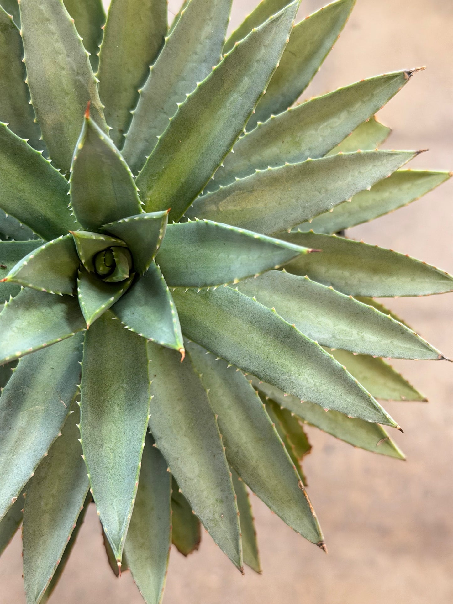 Agave
