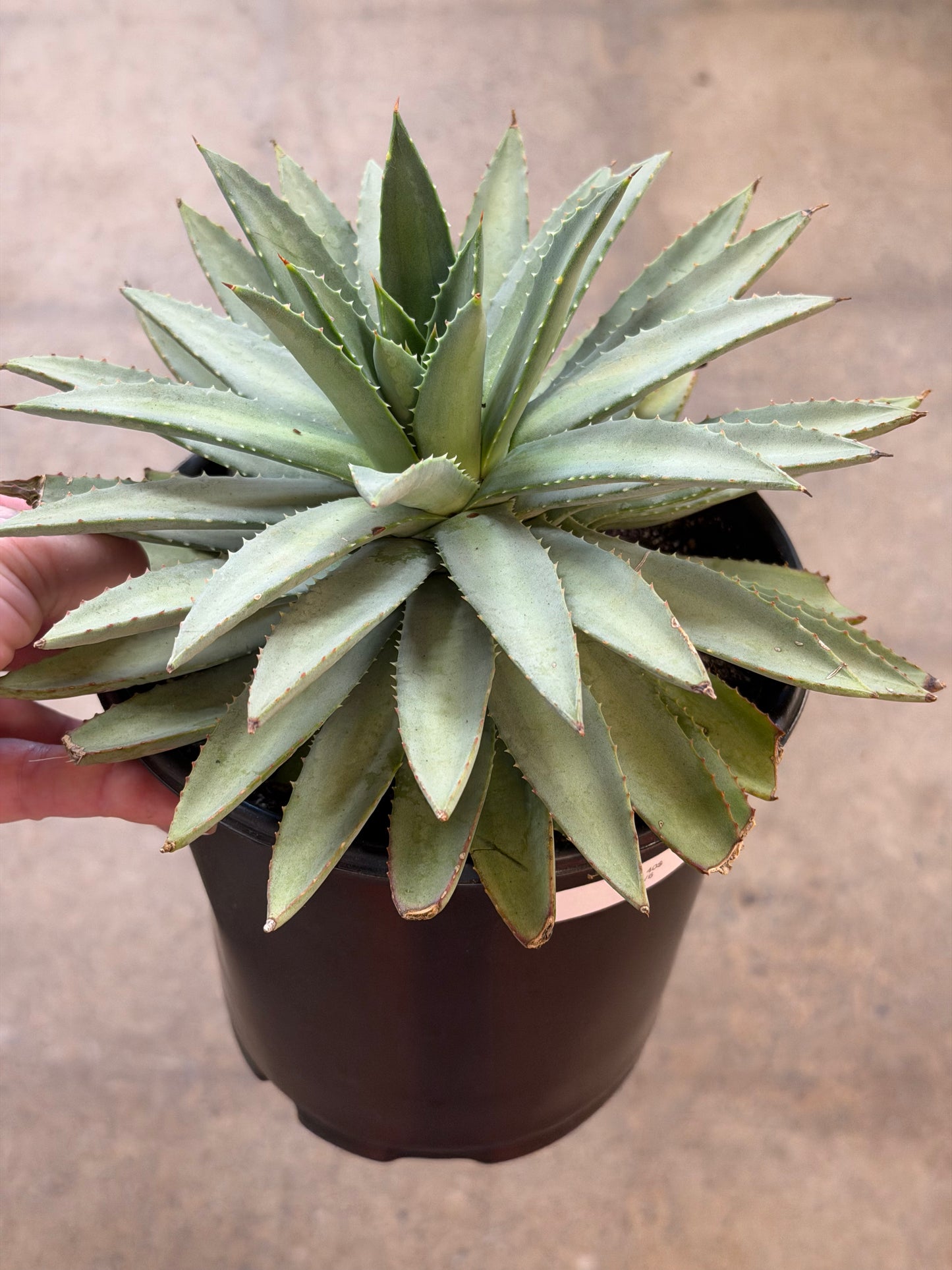 Agave