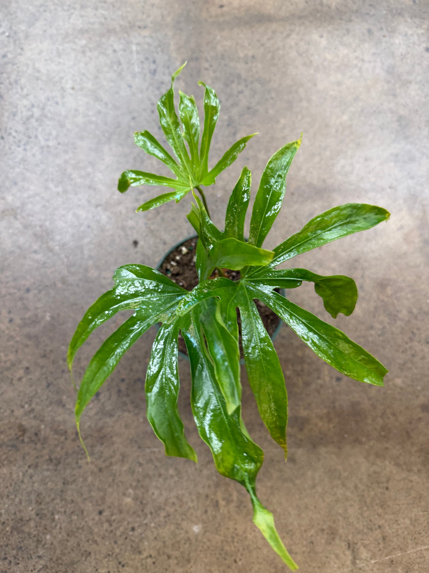 Anthurium Pedatoradiatum Fingers