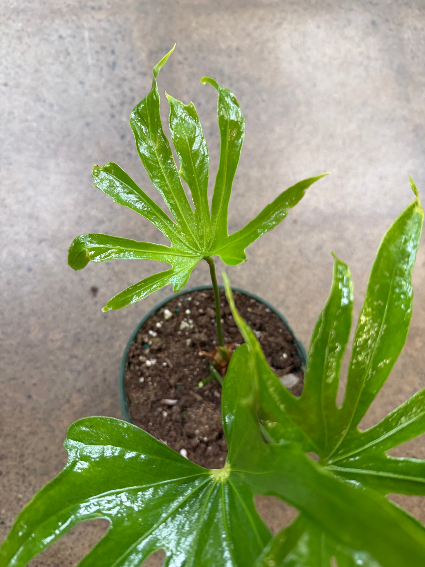 Anthurium Pedatoradiatum Fingers