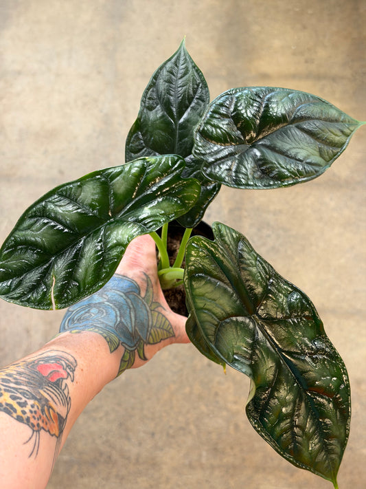 Alocasia Dragon Scale