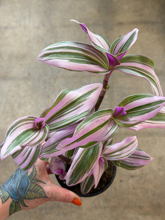 Tradescantia Nanouk