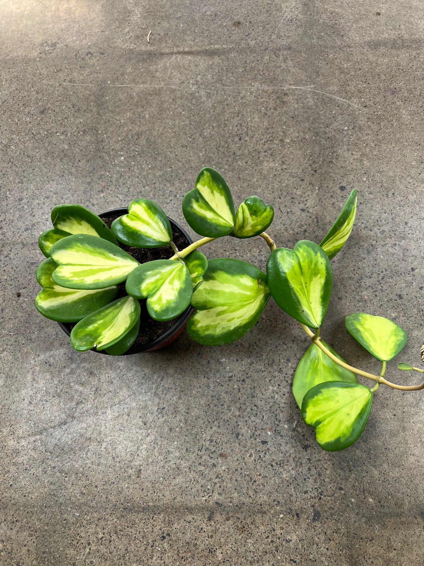 Hoya Kerrii Flame Variegated