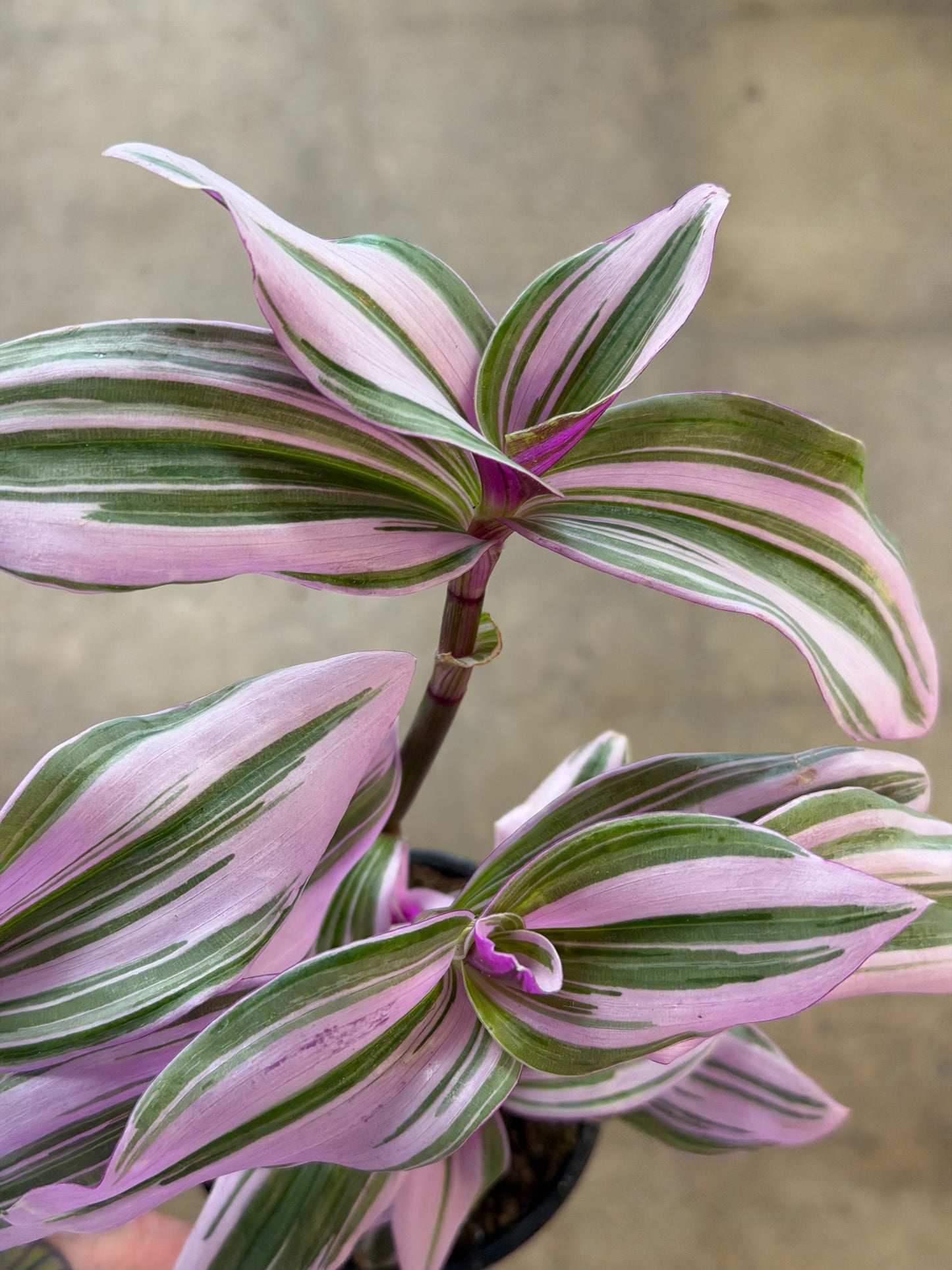 Tradescantia Nanouk