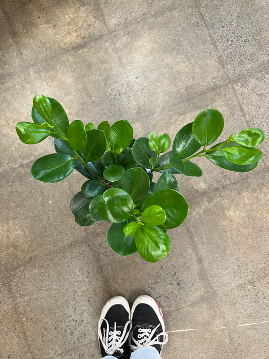 Ficus Moclame Twist