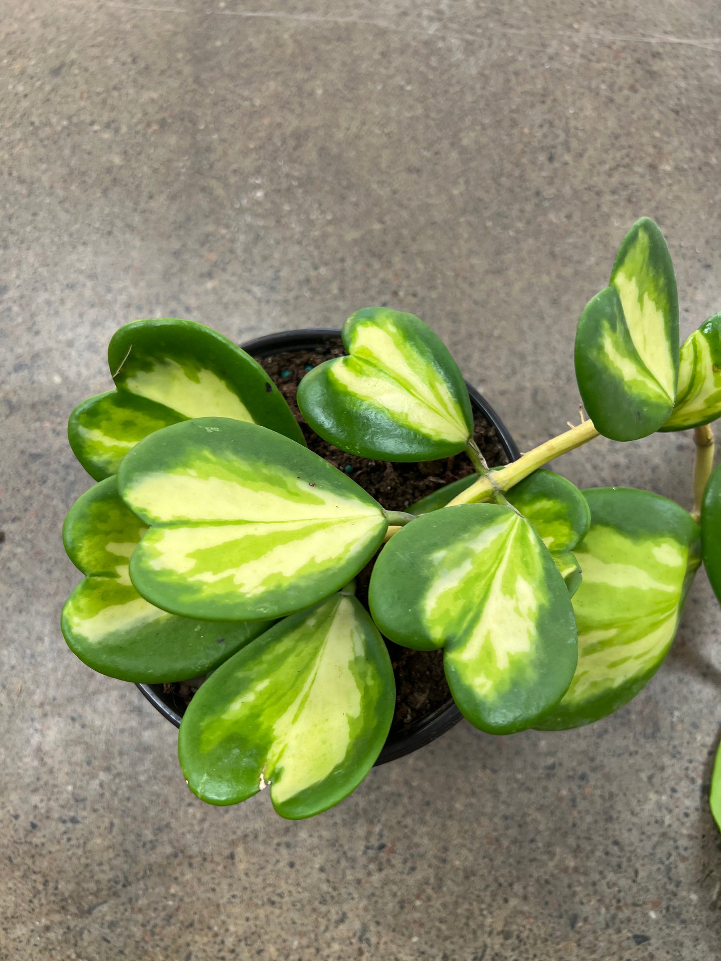 Hoya Kerrii Flame Variegated