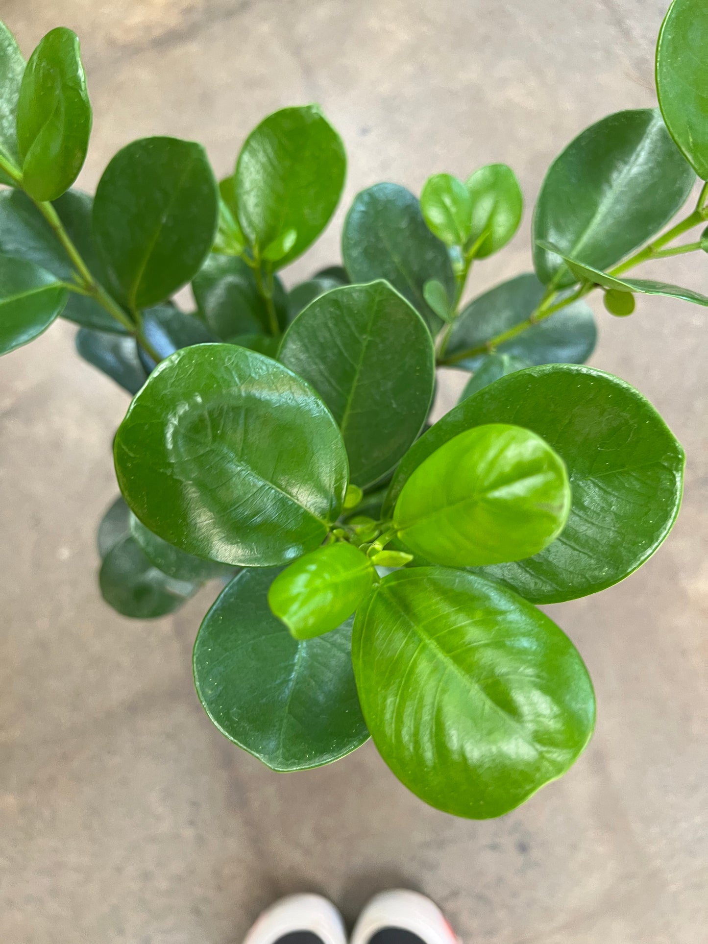 Ficus Moclame Twist