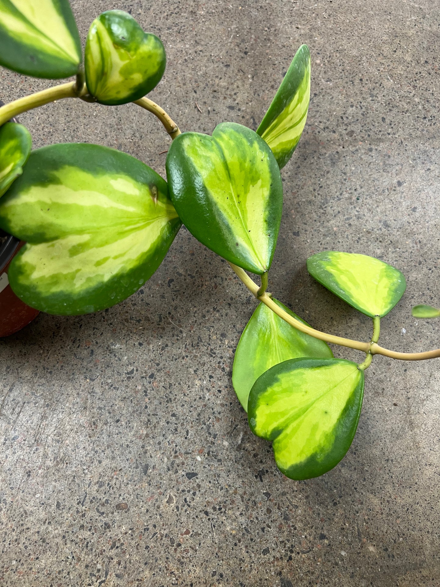 Hoya Kerrii Flame Variegated