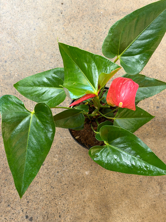 Anthurium Rose